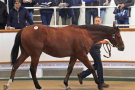 Lot  380 T O15370 Tattersalls