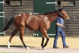 Lot  380 T O15387 Tattersalls