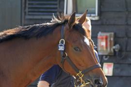 Lot  380 T O15420 Tattersalls