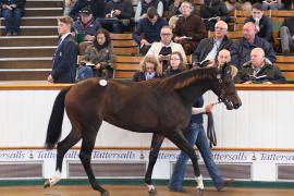 Lot  381 T B K1 0558 Tattersalls