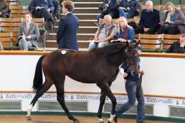 Lot  381 T B K1 0586 Tattersalls