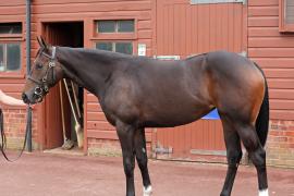 L O T  381 T B K1 0853 Tattersalls