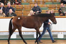 Lot  382 T B K1 0702 Tattersalls