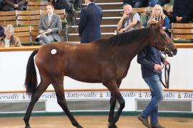 Lot  382 T B K1 0710 Tattersalls