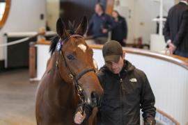 Lot  382 TBK1 9963Tattersalls