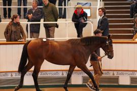 Lot  383 T B1 0244 Tattersalls