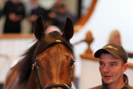 Lot  383 T B1 0282 Tattersalls