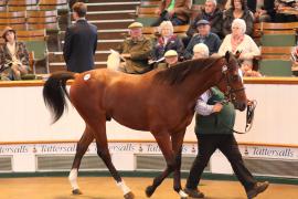 Lot  385 T B1 0377 Tattersalls