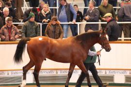 Lot  385 T B1 0427 Tattersalls