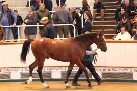 Lot  385 T B1 0431 Tattersalls