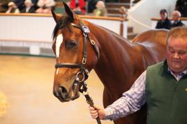 Lot  385 T B1 0450 Tattersalls