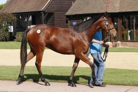 Lot  385 T B K1 0398 Tattersalls