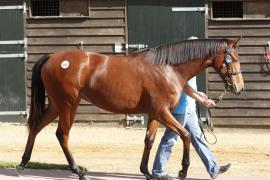 Lot  385 T B K1 0413 Tattersalls