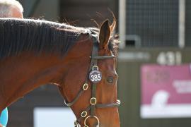 Lot  385 T B K1 0463 Tattersalls