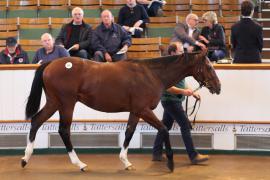 Lot  385 T B K1 1105 Tattersalls