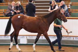 Lot  385 T B K1 1110 Tattersalls