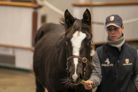 Lot  385 TDF 1149Tattersalls