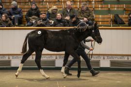 Lot  385 TDF 1156Tattersalls