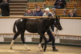 Lot  385 TDF 1173Tattersalls