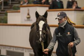 Lot  385 TDF 1252Tattersalls