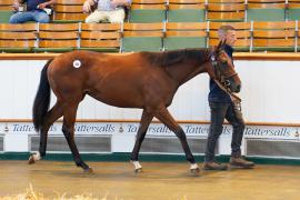 Lot  385 TSS1363Tattersalls