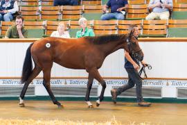 Lot  385 TSS1383Tattersalls