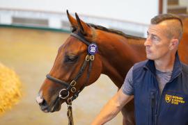 Lot  385 TSS1449Tattersalls