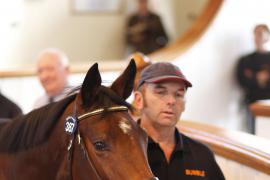 Lot  387 T B K1 0473 Tattersalls