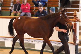 Lot  387 T B K1 0491 Tattersalls