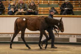 Lot  387 TDF 1306Tattersalls