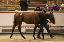 Lot  387  TDF 1319Tattersalls