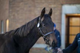 Lot  387 TDF 1375Tattersalls