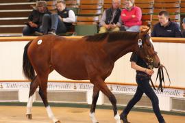 Lot  388 T B K1 0565 Tattersalls