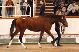 Lot  388 T B K1 0574 Tattersalls