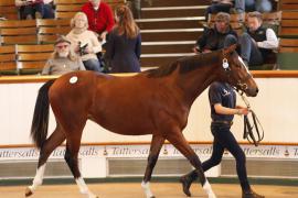 Lot  388 T B K1 0581 Tattersalls