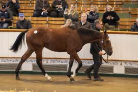 Lot  388 TBK1 10369Tattersalls