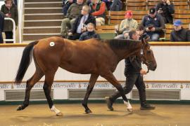 Lot  388 TBK1 10391Tattersalls