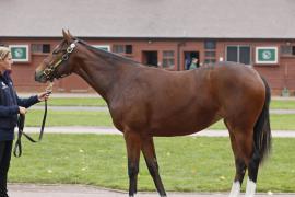 Lot  388 T B K1 V0439 Tattersalls