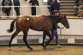 Lot  389 TBK1 10437Tattersalls