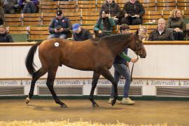 Lot  389 TBK1 10447Tattersalls