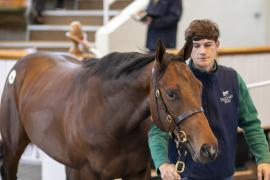 Lot  389 TBK1 10471Tattersalls