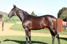 Lot  393 T B10841 Tattersalls