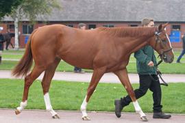 Lot  393 T B K1 V0794 Tattersalls