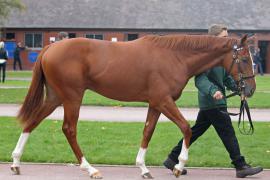 Lot  393 T B K1 V0798 Tattersalls