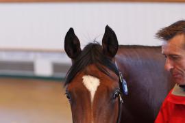 Lot  394 T B K1 1403 Tattersalls