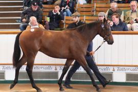 Lot  395 T B1 0490 Tattersalls