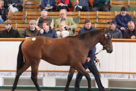 Lot  395 T B1 0494 Tattersalls