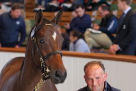 Lot  395 T B1 0515 Tattersalls