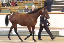 Lot  395 T O15505 Tattersalls