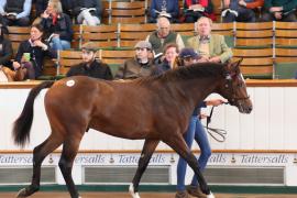 Lot  396 T B1 0558 Tattersalls